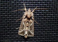 Autographa flagellum