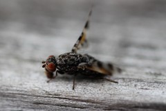 Pseudotephritis