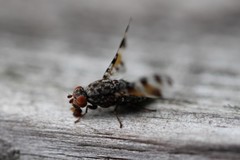 Pseudotephritis