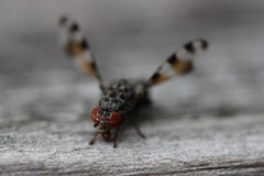 Pseudotephritis