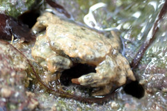Pilumnus