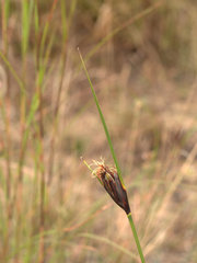 Ptilothrix deusta