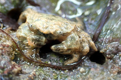 Pilumnus