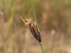 Ptilothrix deusta