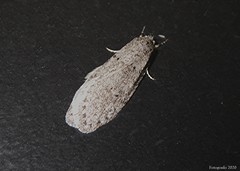 Semioscopis inornata