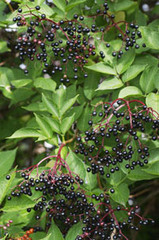 Angiospermae