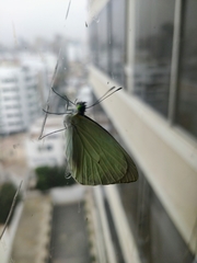 Lepidoptera