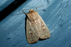 Leucania pseudargyria