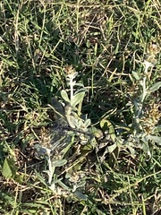 Erythrodiplax berenice