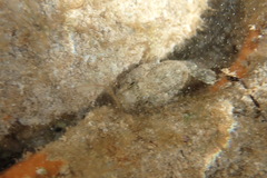 Bathygobius krefftii