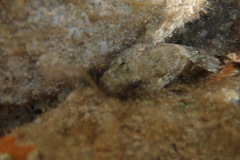 Bathygobius krefftii