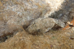 Bathygobius krefftii