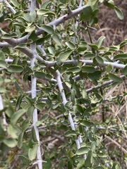 Pyrostria hystrix