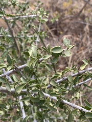 Pyrostria hystrix