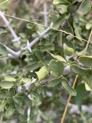 Pyrostria hystrix