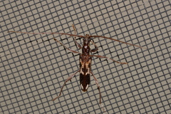 Coptocercus assimilis