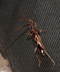 Coptocercus assimilis