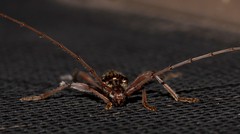 Coptocercus assimilis