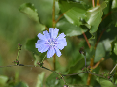 Cichorium intybus intybus
