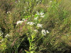 Erigeron annuus