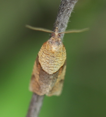 Philedone gerningana