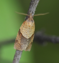 Philedone gerningana