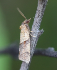 Philedone gerningana