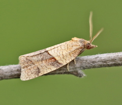 Philedone gerningana