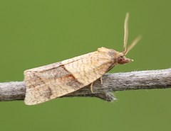 Philedone gerningana