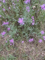 Centaurea × moncktonii