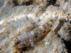 Favonigobius lateralis