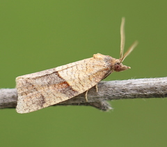 Philedone gerningana
