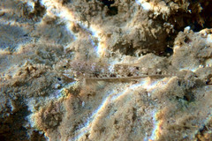 Favonigobius lateralis