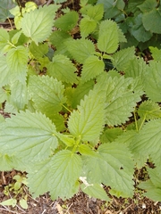 Urtica dioica