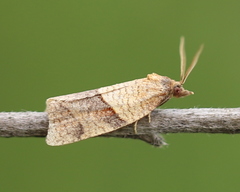 Philedone gerningana