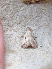 Hypenodes caducus