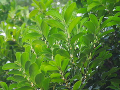 Diospyros maritima