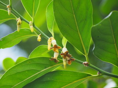 Diospyros maritima