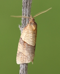 Philedone gerningana