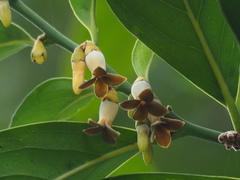 Diospyros maritima