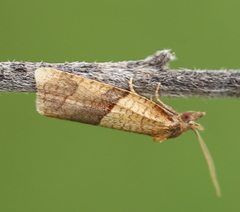 Philedone gerningana