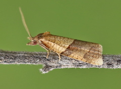 Philedone gerningana