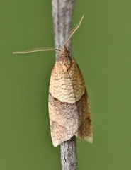 Philedone gerningana