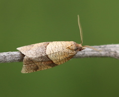 Philedone gerningana