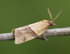 Philedone gerningana