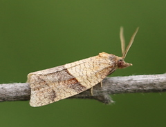 Philedone gerningana