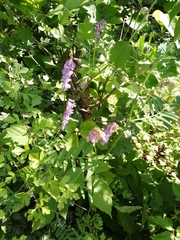 Vicia cracca