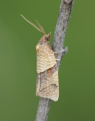 Philedone gerningana