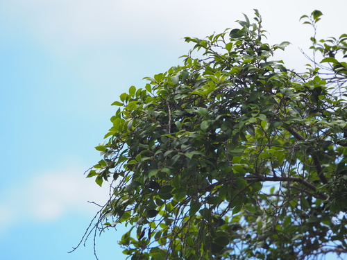 Image of Distylium Gracile (Distylium gracile) by no rights reserved