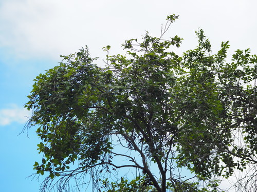 Image of Distylium Gracile (Distylium gracile) by no rights reserved